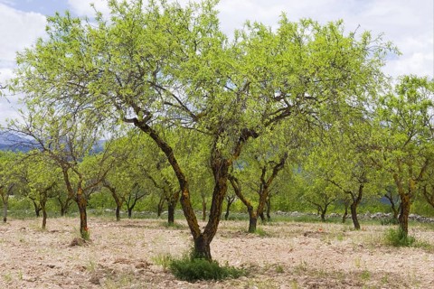 Almond tree