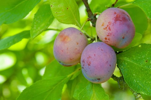 Plum