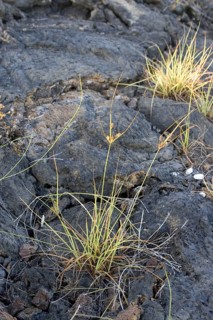 Cyprus grass