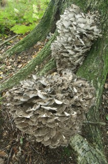 Maitake
