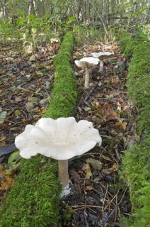 Funnel fruit bodies