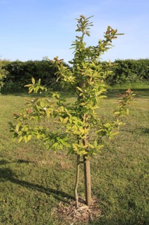 Medlar