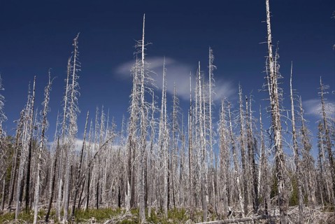 Lodgepole Pine