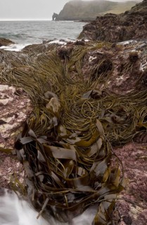 Seaweed in rockpool habitat at low tide