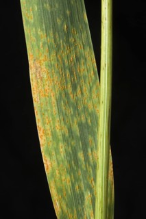 Rust fungus