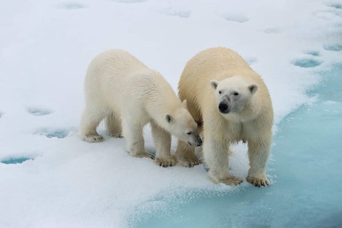 Mother polar bears