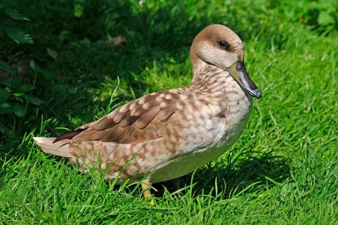 Marbled Duck