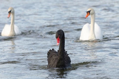 Mourning Swan