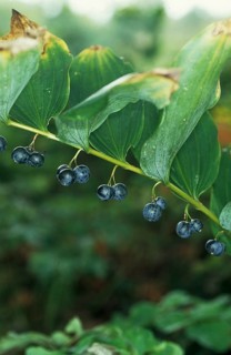Solomon's seal
