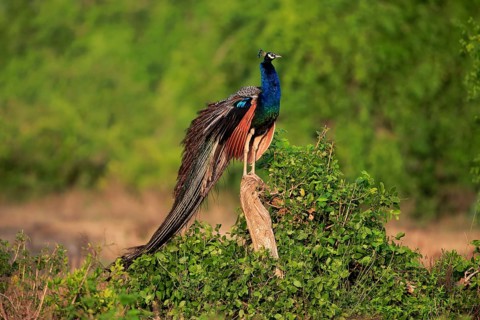 Indian peafowl