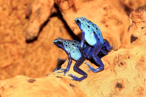 Blue poison dart frog