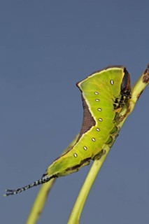 Greater fork tail