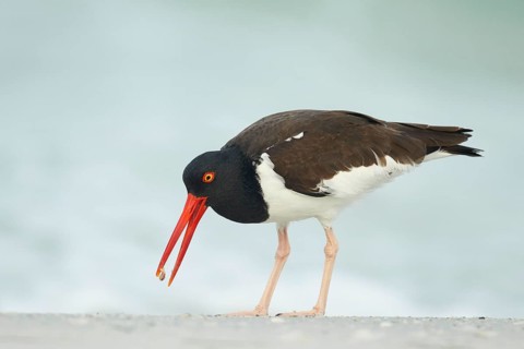 American Oystercatcher