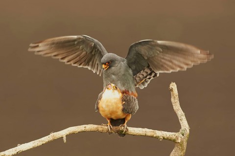 Red-footed falcon