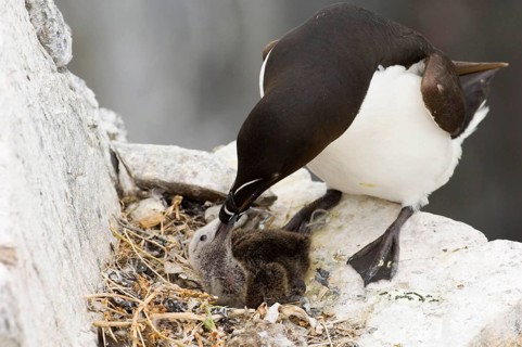 Razorbill
