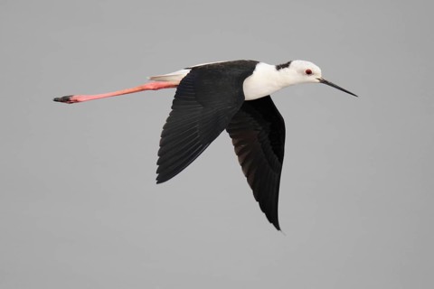 Black-winged Black-winged Stilt