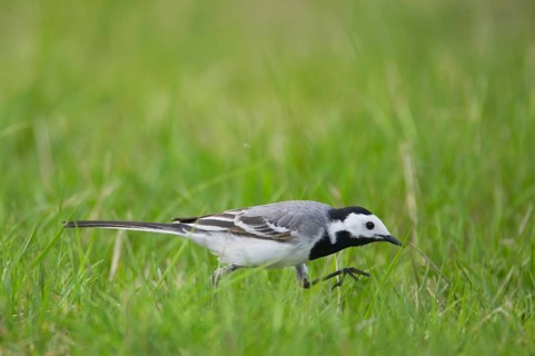 Pied Wagtail