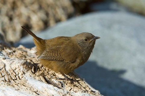 Cobb's wren