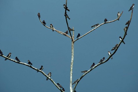 Cinnamon-throated Swallow
