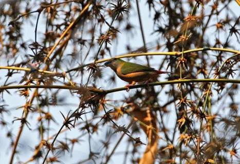 Pin-tailed parrotfinch