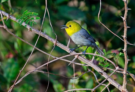 Yellow-headed warbler