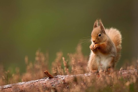 Eurasian red squirrel
