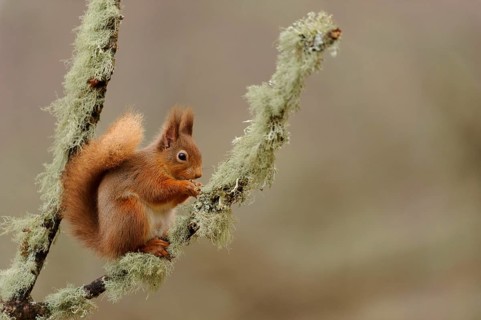 Eurasian red eurasian red squirrel
