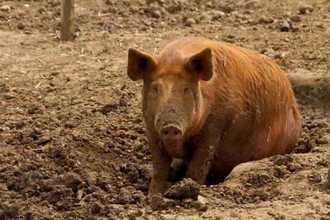 Tamworth Pig in the Mud