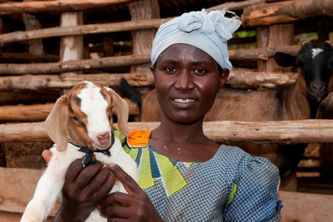 Goat keeping