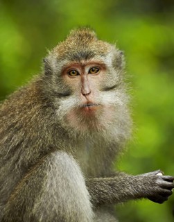 Crab-eating macaques