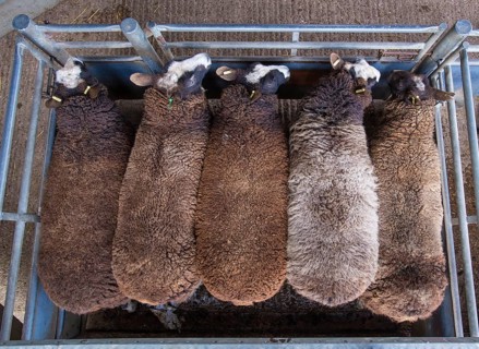 Domestic Sheep