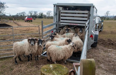 Sheep farming