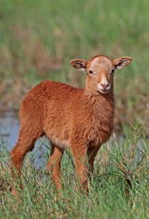 Domestic sheep