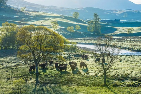 Domestic Cattle