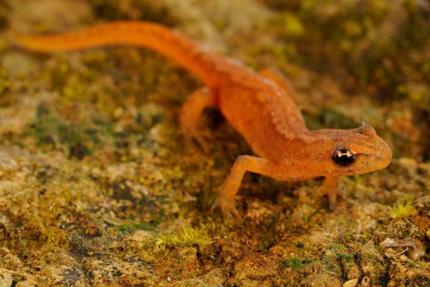 Smooth Newt