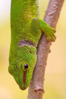 Diurnal Green Gecko