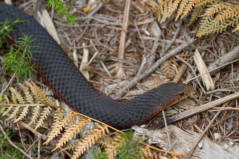 Hoplocephalus superbus