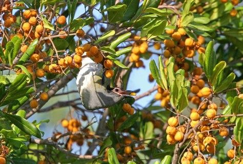 Green figbird