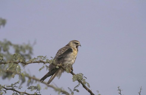 Black-winged kite