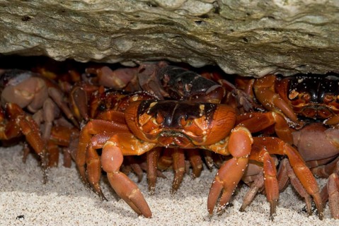 Christmas island red crab