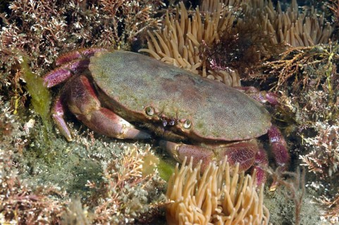 Edible crabs