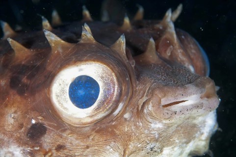 Orbicular Burrfish