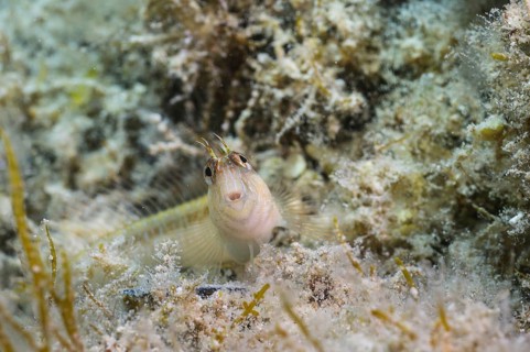 Longstripe Blenny