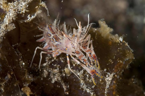 Bumblebee Shrimp