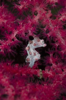 Bargibanti's Pygmy Seahorse