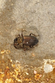 Water Beetle