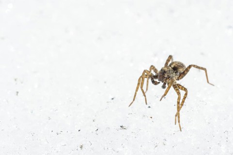 Wolfspider