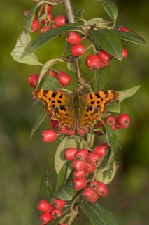 Polygonia C Album