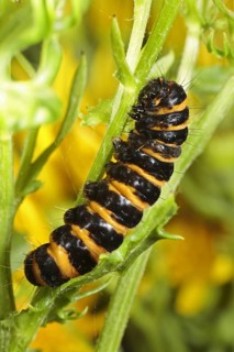 Cinnabar moth