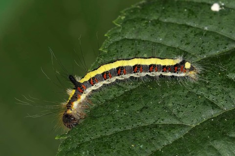 Caterpillar of the grey gray dagger